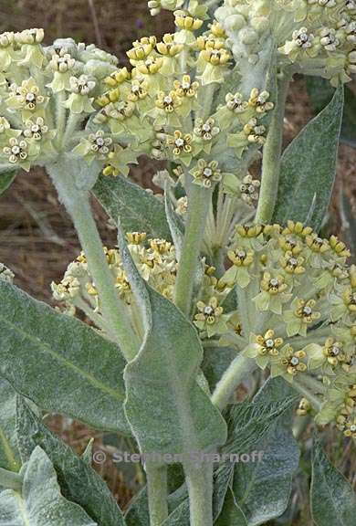 asclepias vestita 1 graphic